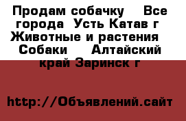 Продам собачку  - Все города, Усть-Катав г. Животные и растения » Собаки   . Алтайский край,Заринск г.